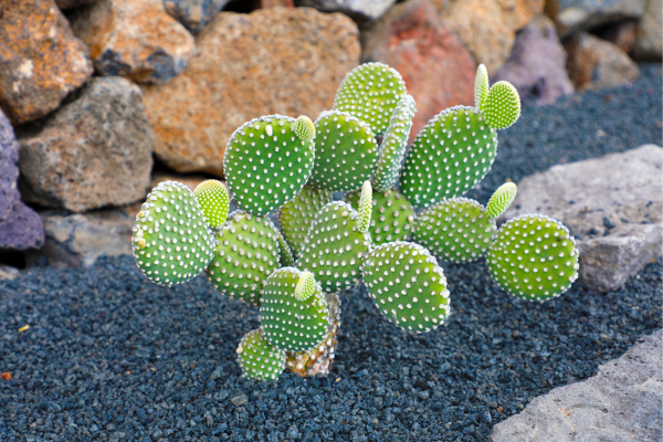 Paisagismo Resiliente. Ideias para Jardins e Áreas Externas 